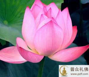 只要执持名号,就具足了一切