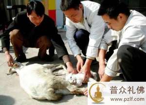 大连“小羊藏刀救母”,再现4