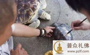 吃放生龟,连丧两命