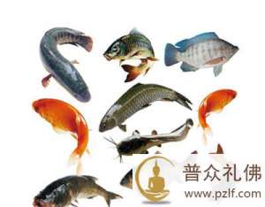 如何放生人工饲养的鱼？