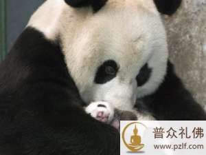 同样是动物,为何不同命