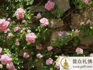 善已生令增长,未生令生