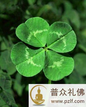 好运气来自哪里?