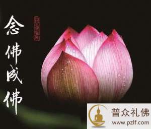 同念佛号,猛兽害虫彼必远去
