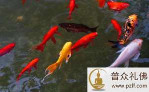 学会正确放生,慈心于物