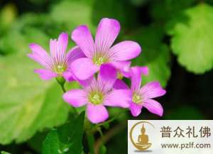 唯此一法,皆于现生往生西方