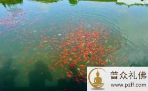 大胆的去放生吧!佛菩萨绝对不